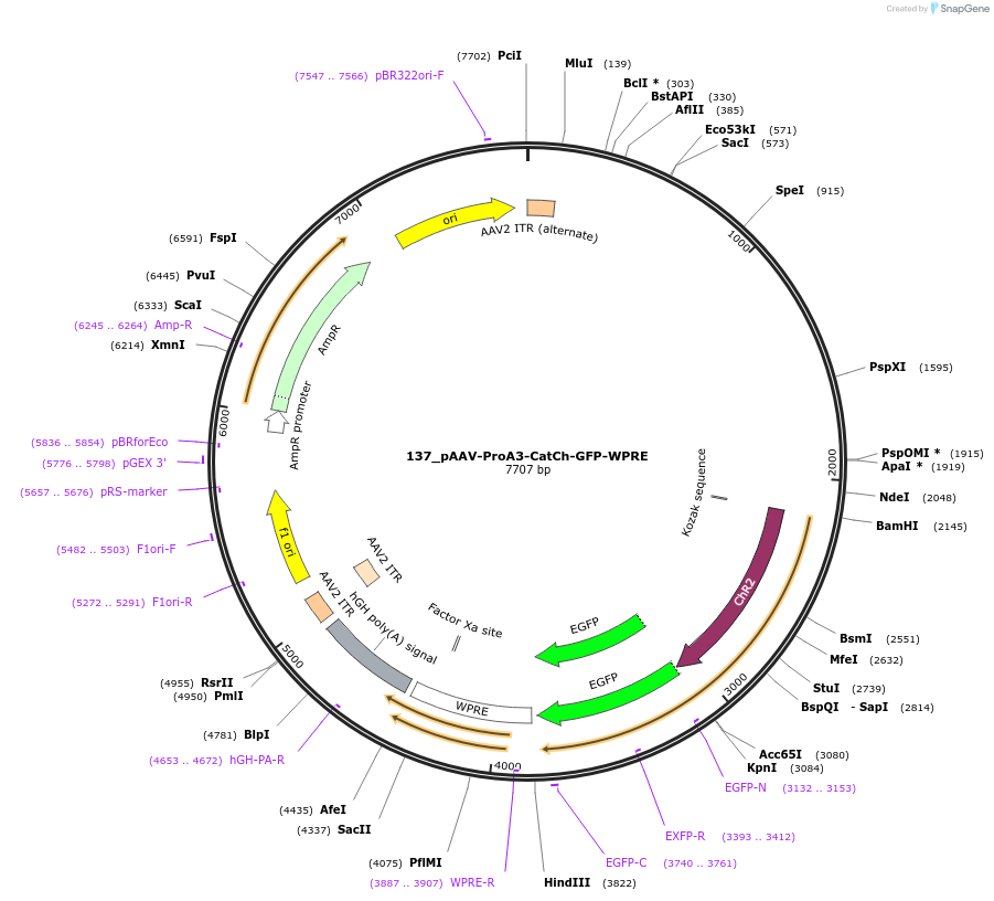 125887-plasmid-map-sequence-id-256758