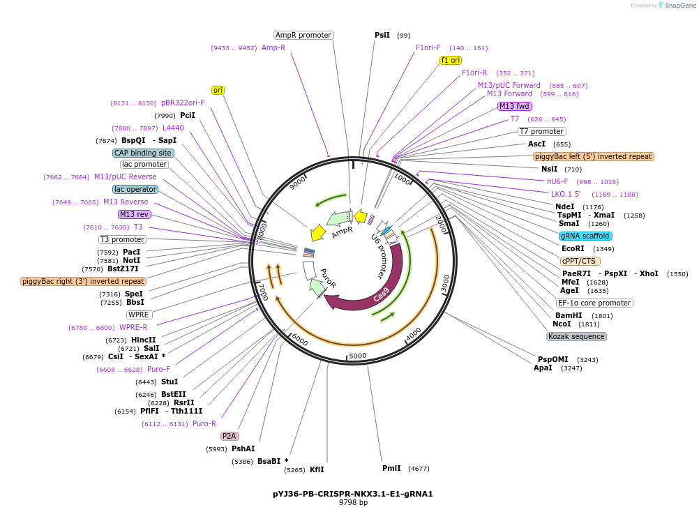 131079-plasmid-map-sequence-id-256774
