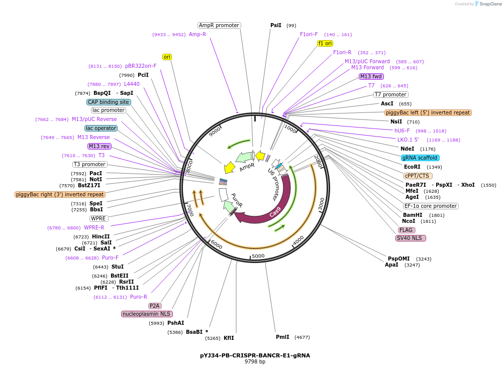 131077-plasmid-map-sequence-id-256776