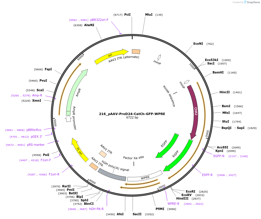 126000-plasmid-map-sequence-id-256788