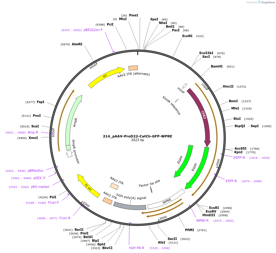125998-plasmid-map-sequence-id-256789