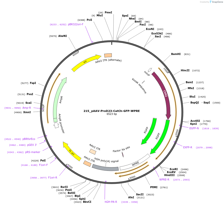 125999-plasmid-map-sequence-id-256791