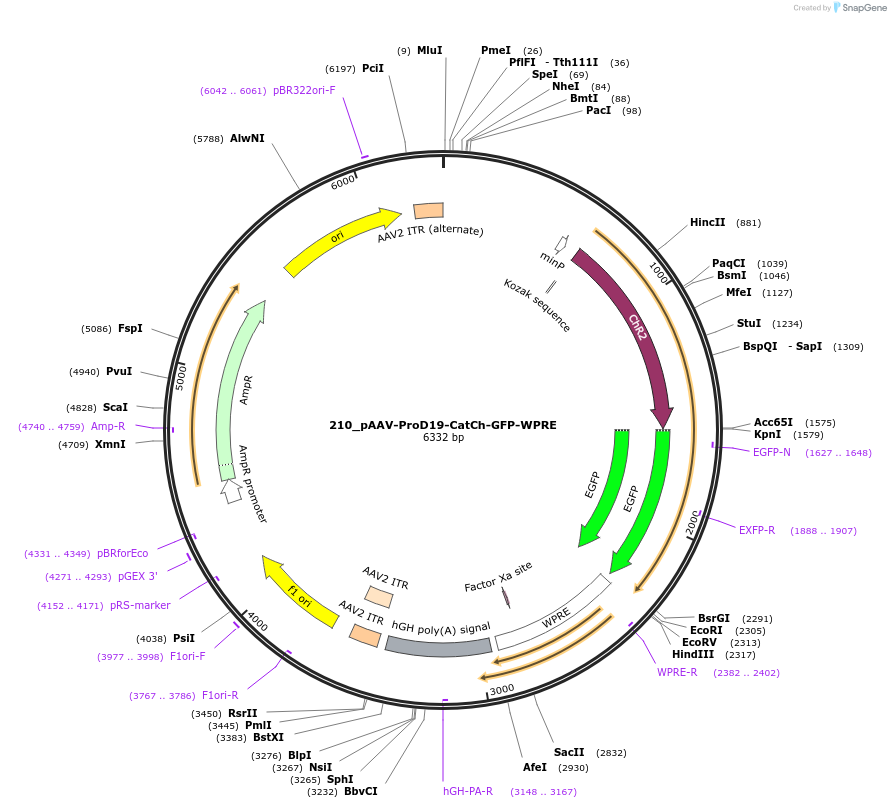 125995-plasmid-map-sequence-id-256794