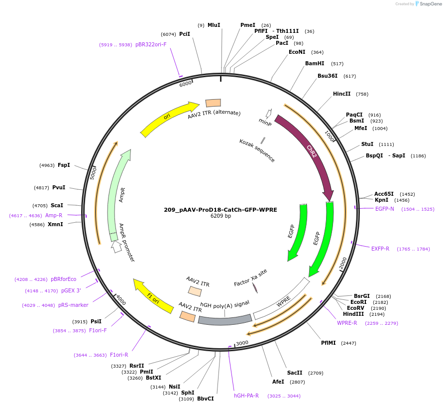 125994-plasmid-map-sequence-id-256795