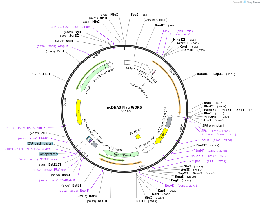 15552-plasmid-map-sequence-id-256798