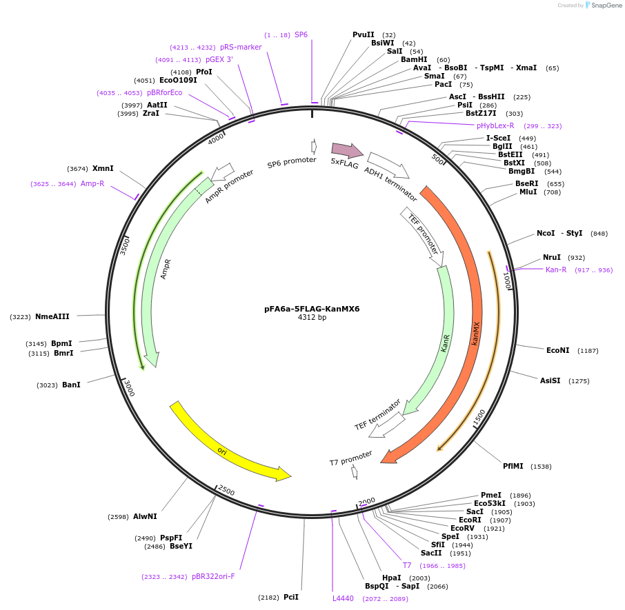 15983-plasmid-map-sequence-id-256799