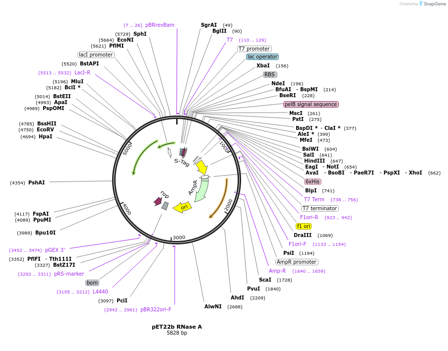 58903-plasmid-map-sequence-id-256804
