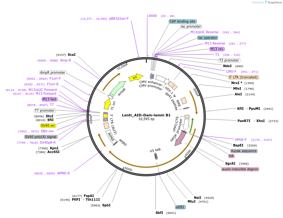 119764-plasmid-map-sequence-id-256811