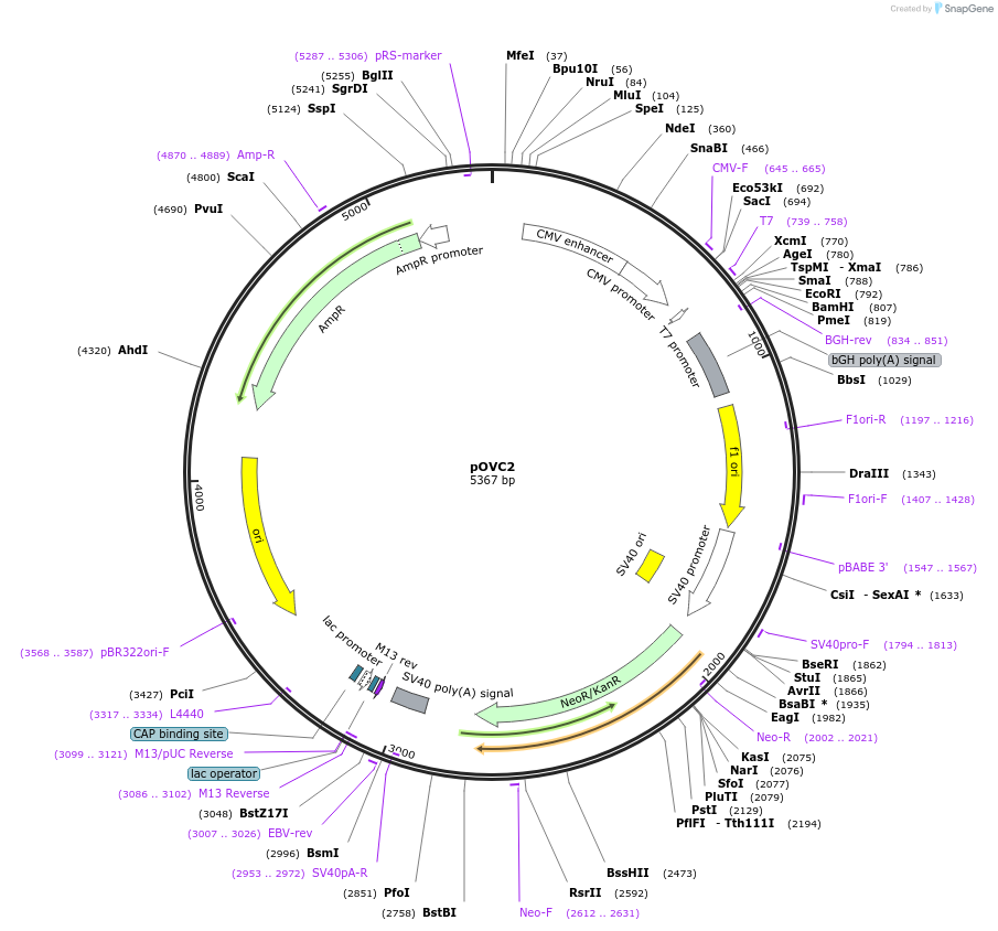 131172-plasmid-map-sequence-id-256814