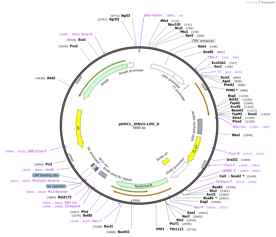 131174-plasmid-map-sequence-id-256821