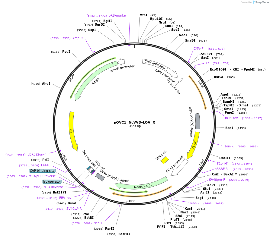131176-plasmid-map-sequence-id-256829