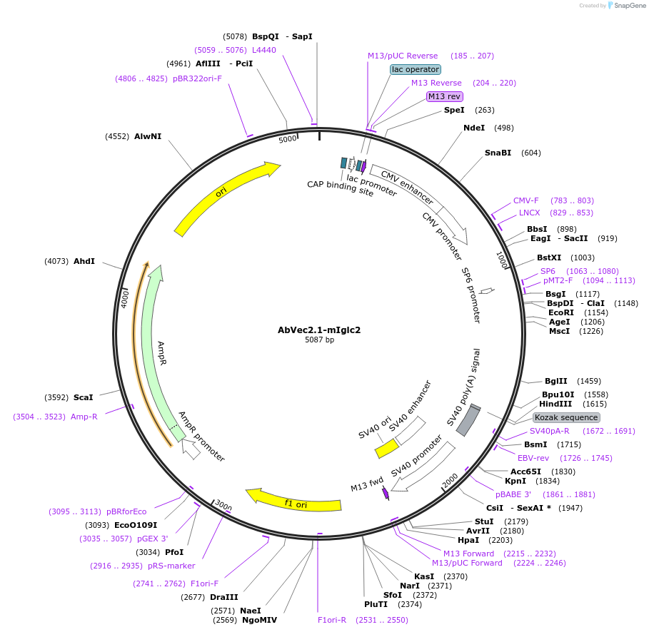 127156-plasmid-map-sequence-id-256834