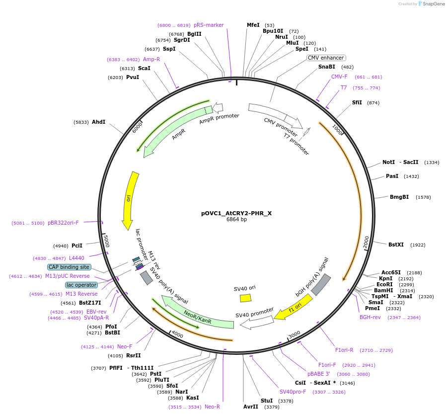 131180-plasmid-map-sequence-id-256837