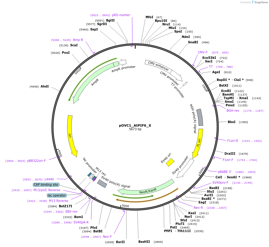 131182-plasmid-map-sequence-id-256841