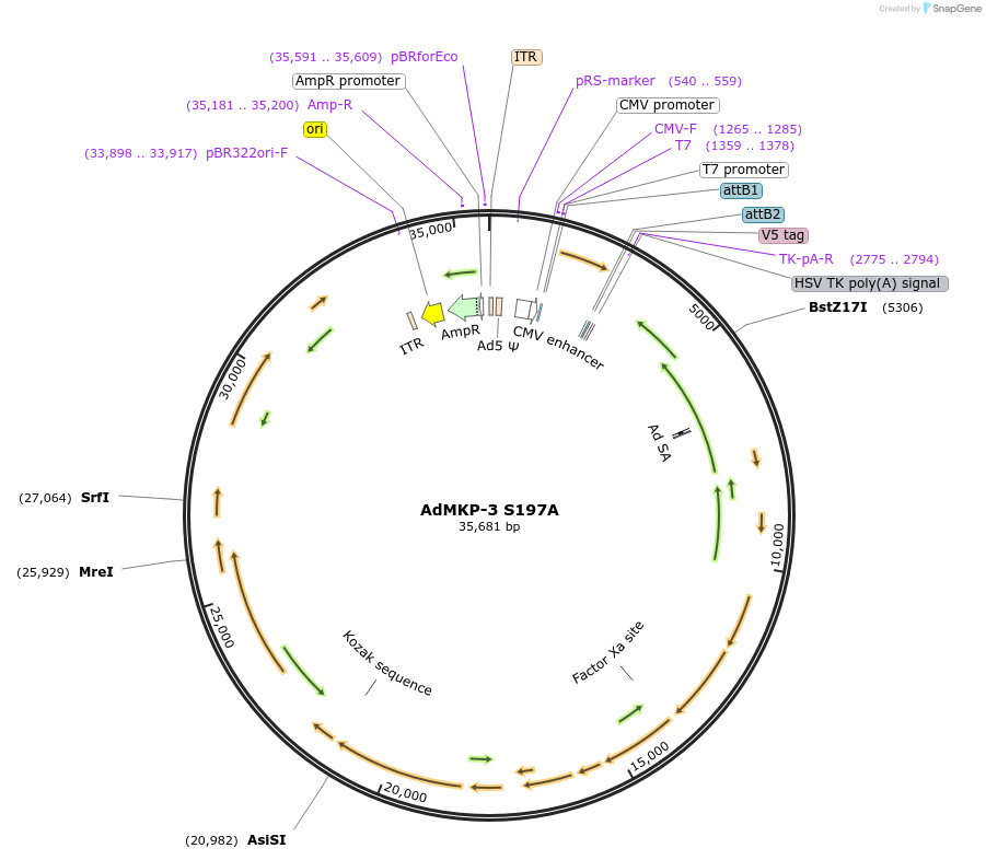 131522-plasmid-map-sequence-id-256894