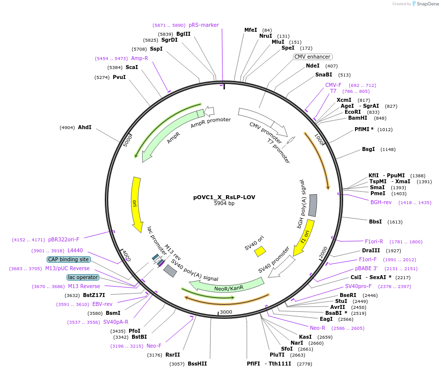 131188-plasmid-map-sequence-id-256898