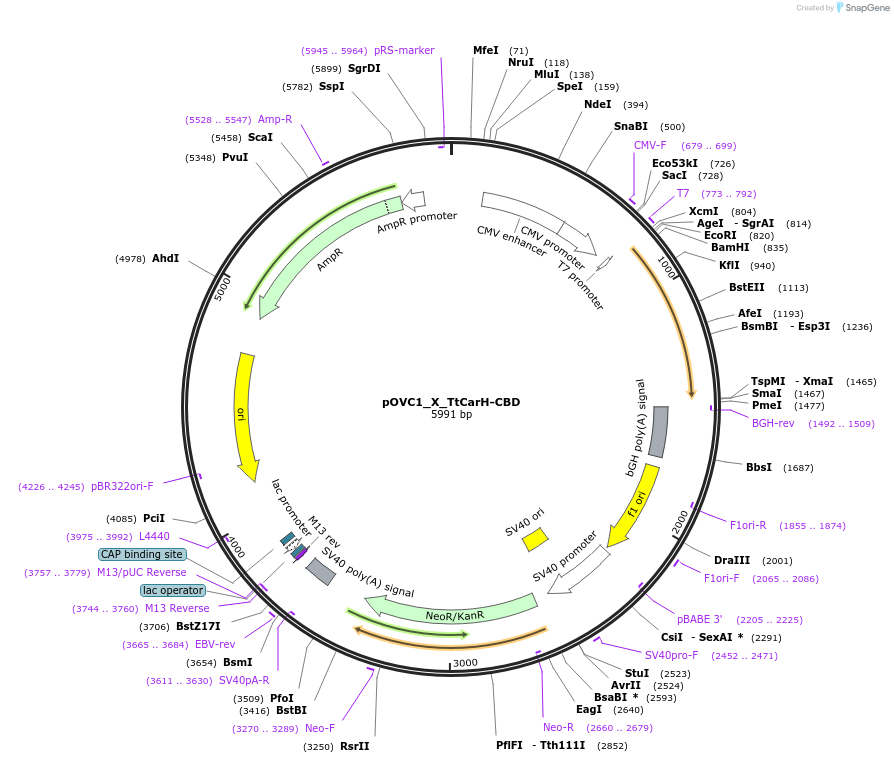 131190-plasmid-map-sequence-id-256900