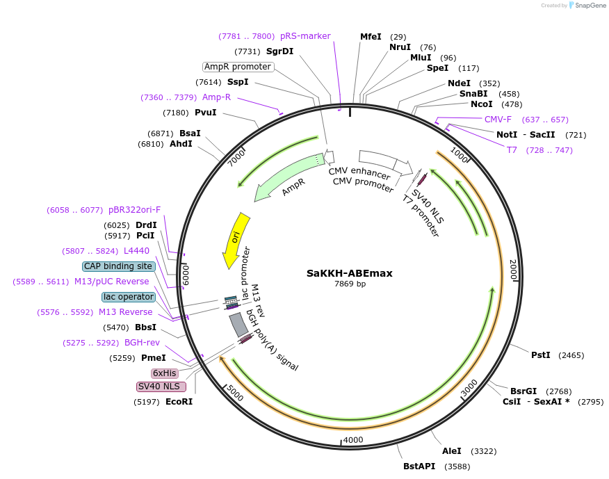 119815-plasmid-map-sequence-id-256905