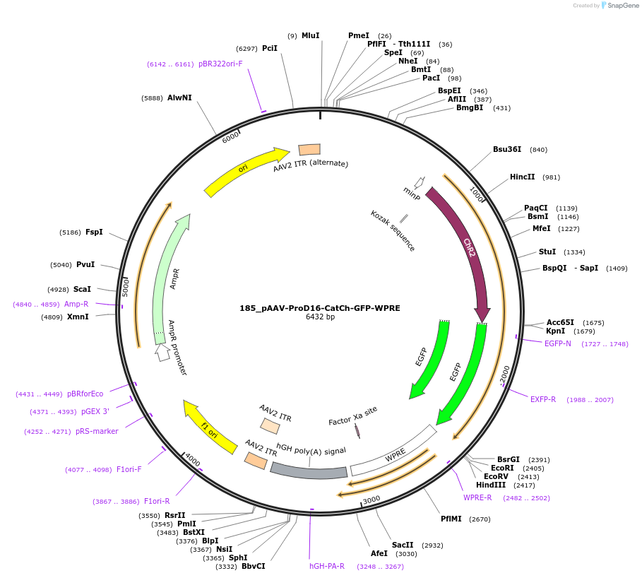 125992-plasmid-map-sequence-id-256913