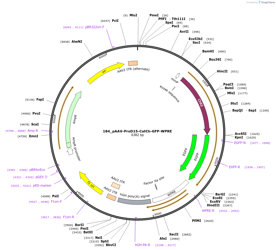 125991-plasmid-map-sequence-id-256914
