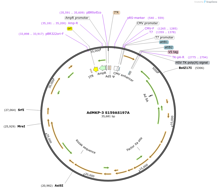 131523-plasmid-map-sequence-id-256915