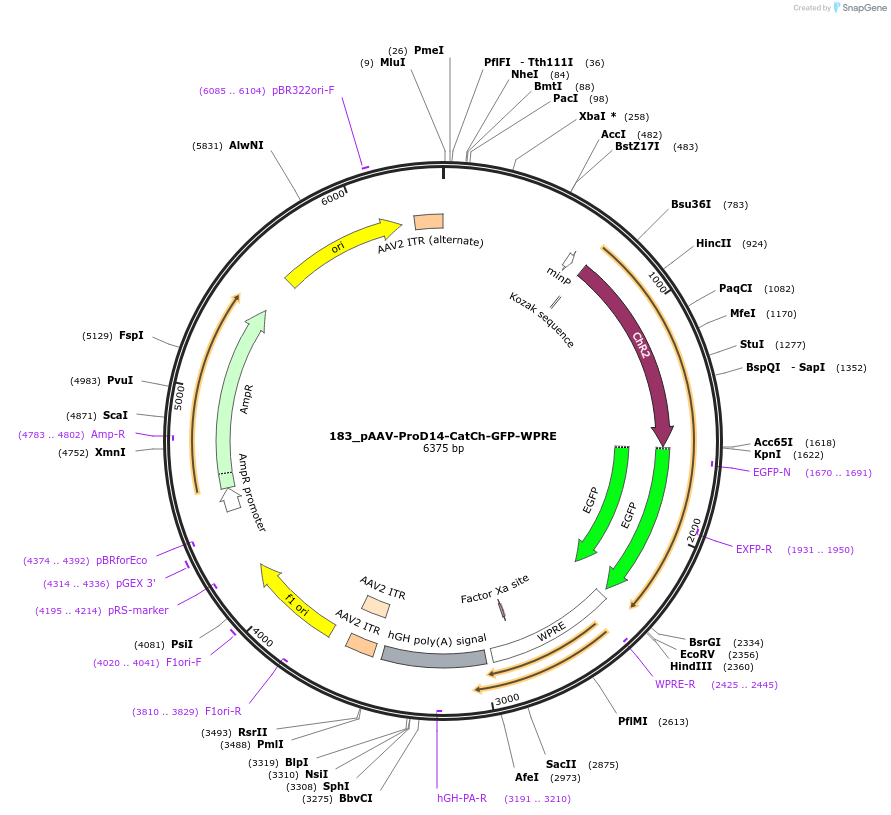 125990-plasmid-map-sequence-id-256920