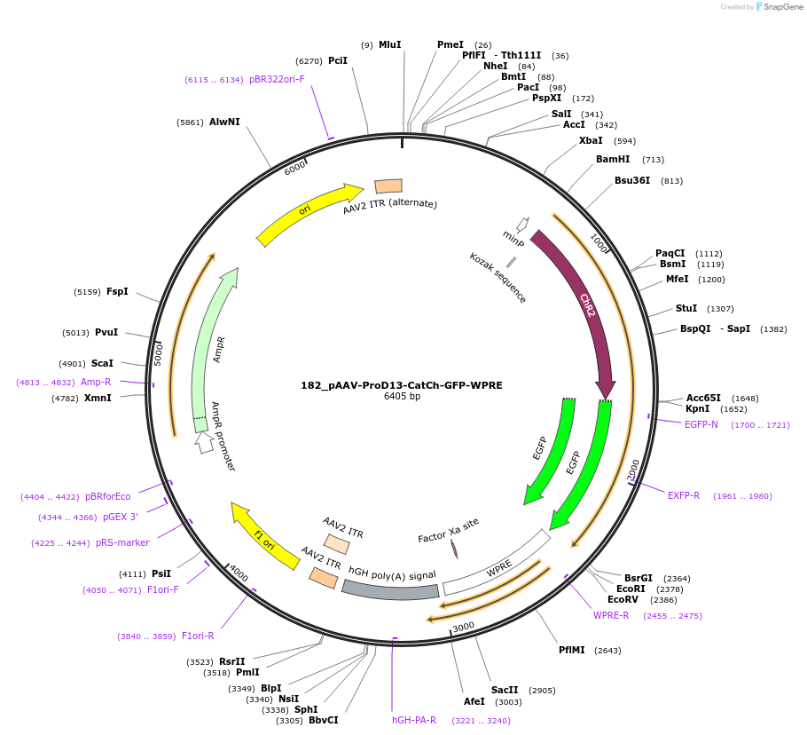 125989-plasmid-map-sequence-id-256921