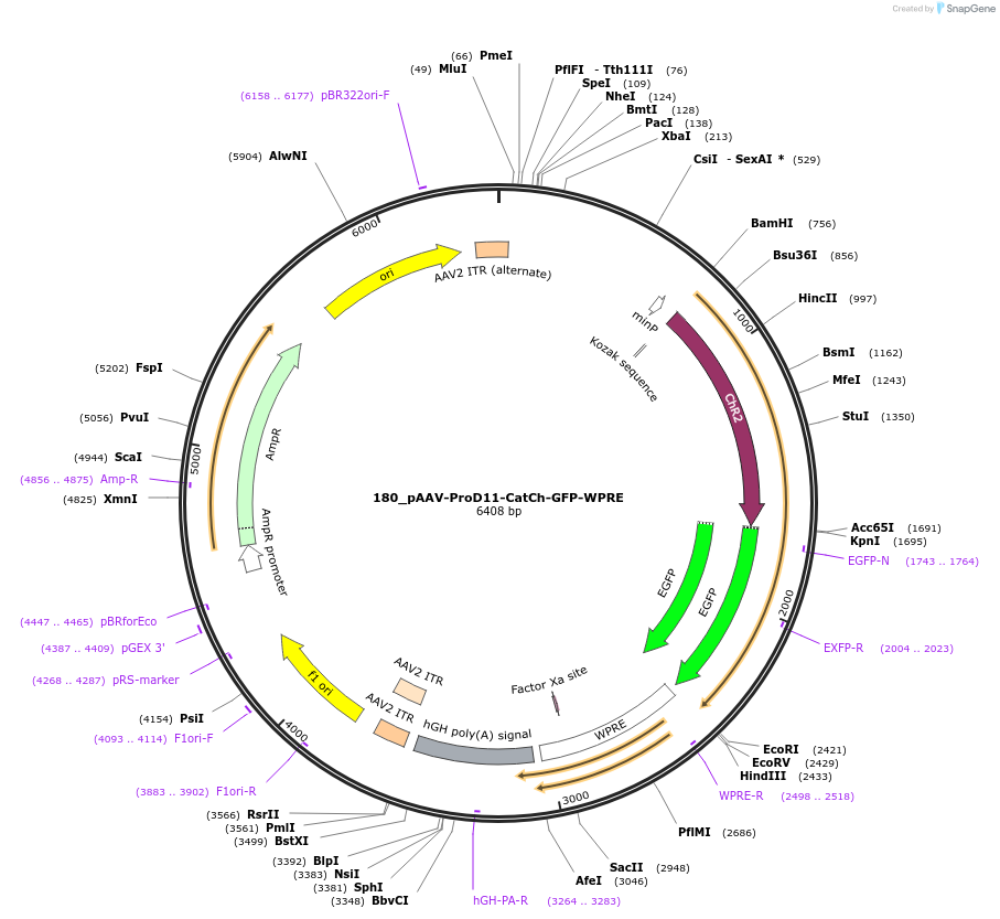 125987-plasmid-map-sequence-id-256925