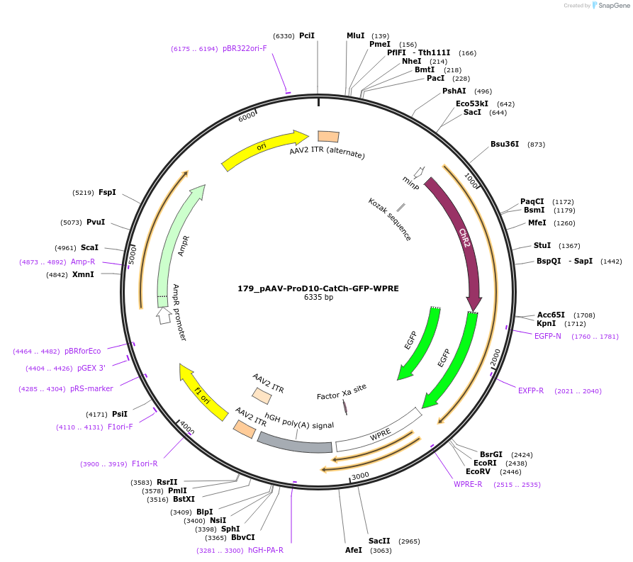 125986-plasmid-map-sequence-id-256926