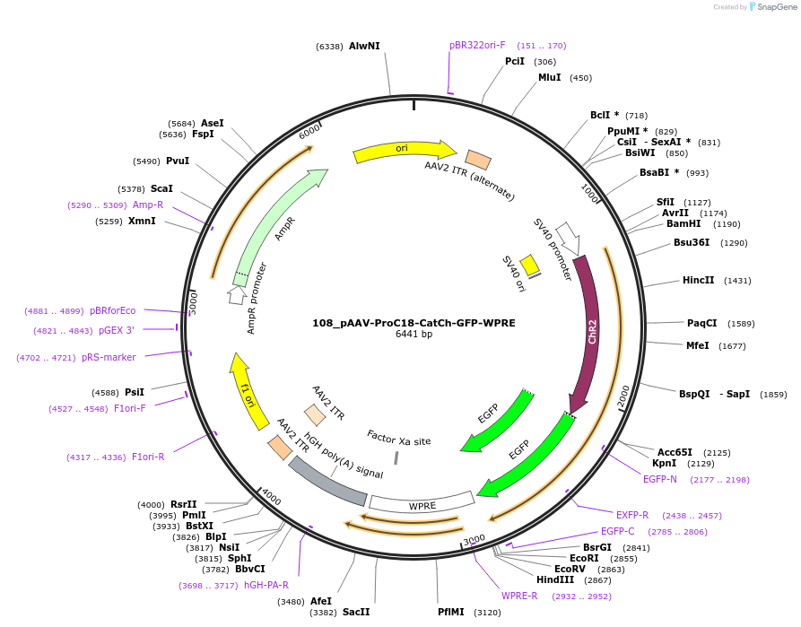 125953-plasmid-map-sequence-id-256929