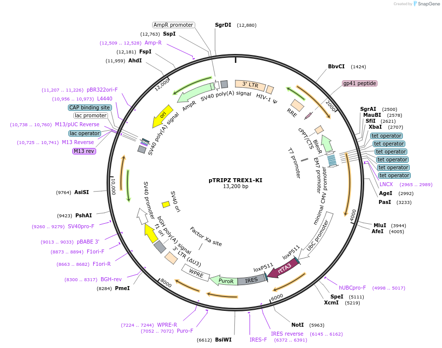 127701-plasmid-map-sequence-id-256939