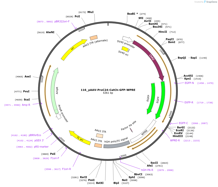 125959-plasmid-map-sequence-id-256940