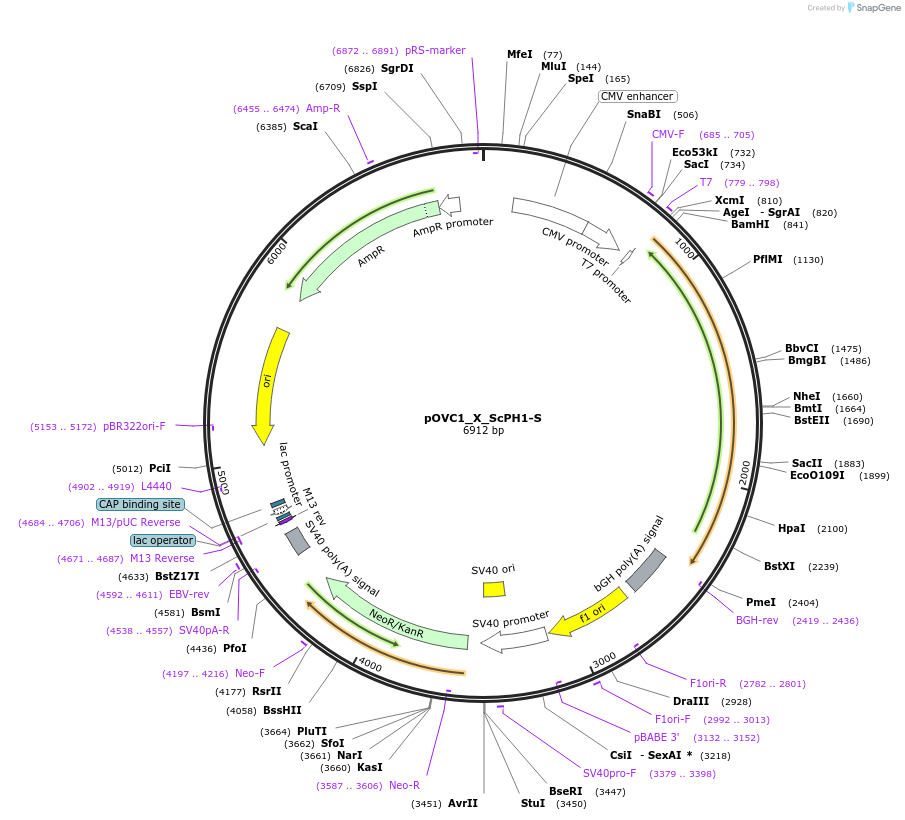 131193-plasmid-map-sequence-id-256945