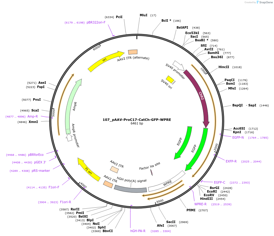 125952-plasmid-map-sequence-id-256948