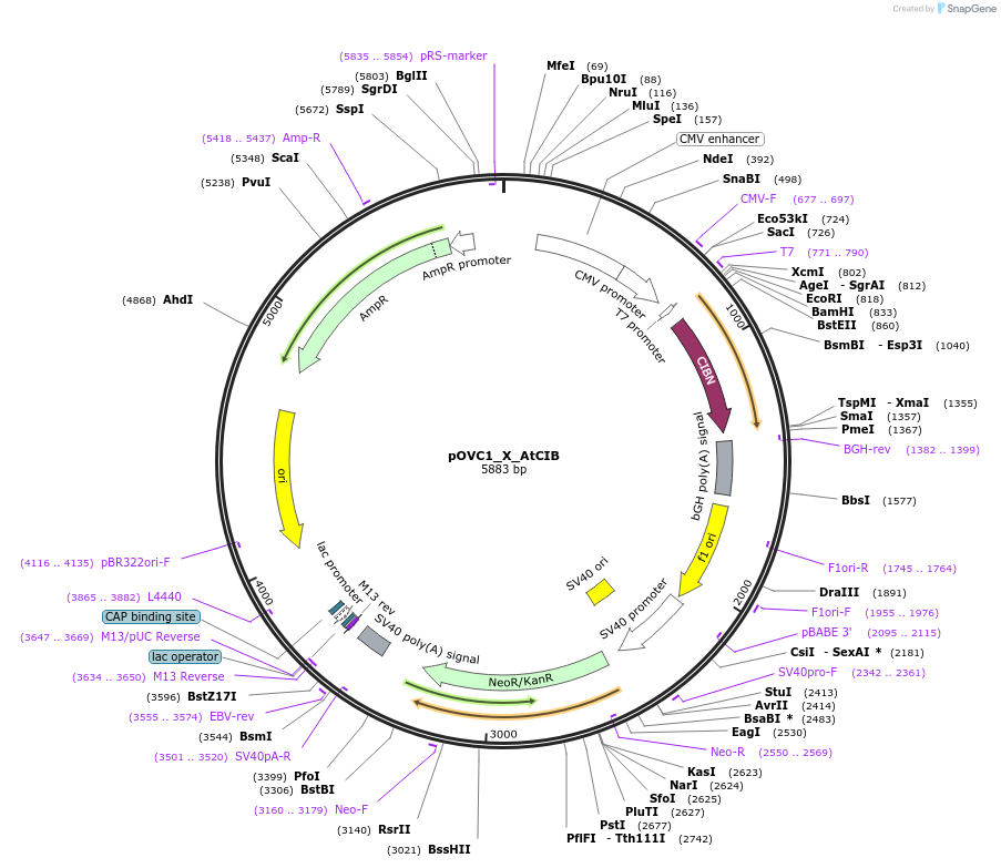 131194-plasmid-map-sequence-id-256949
