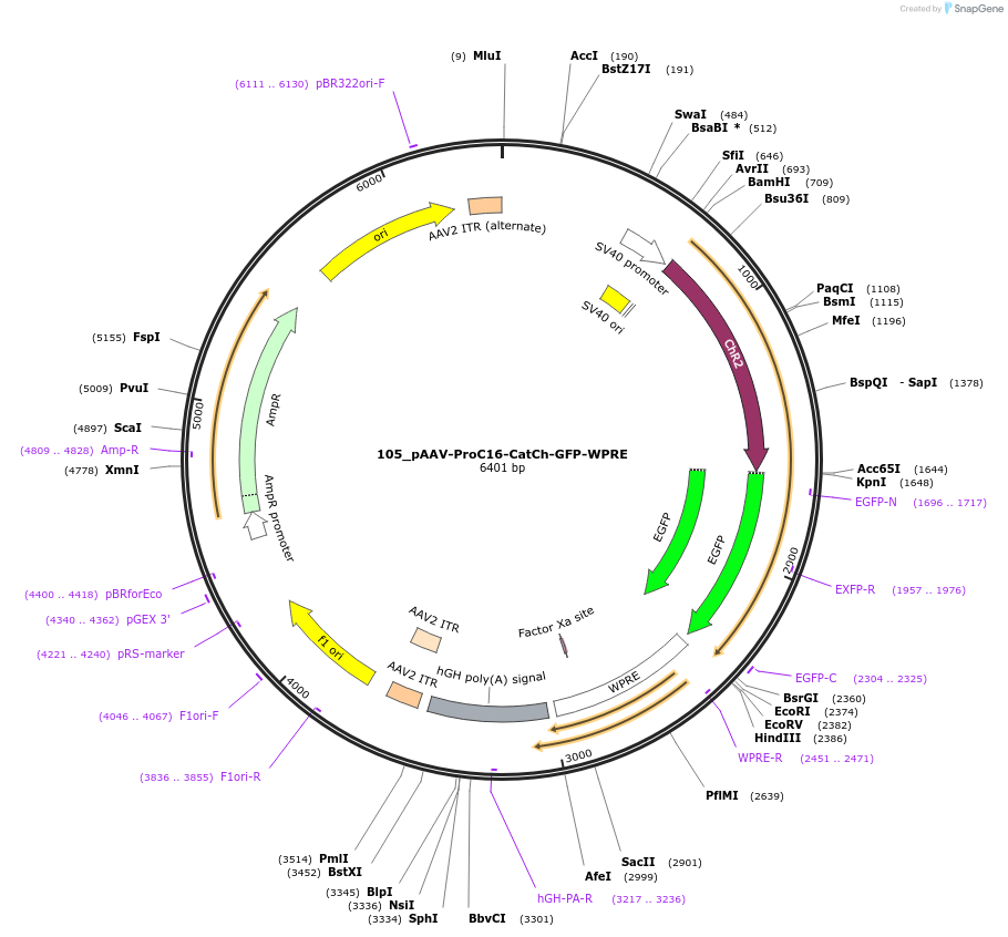 125951-plasmid-map-sequence-id-256951
