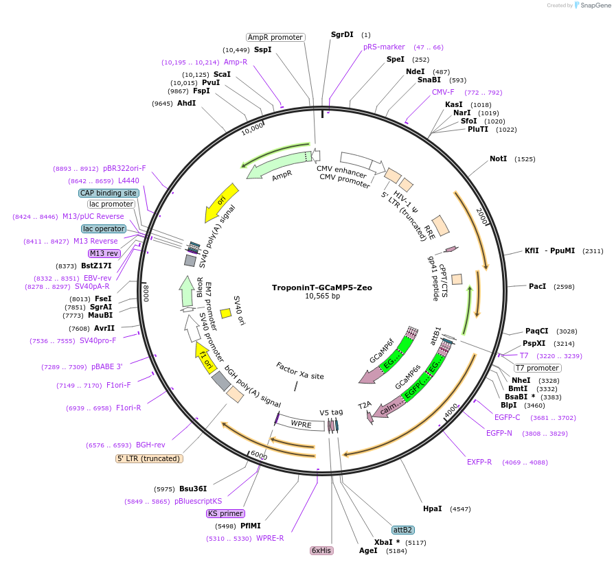46027-plasmid-map-sequence-id-256953