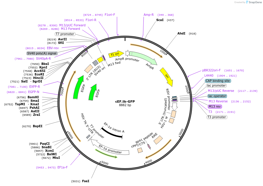 33308-plasmid-map-sequence-id-256974