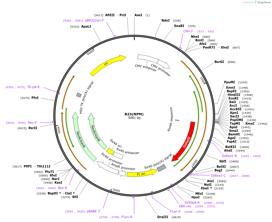 34553-plasmid-map-sequence-id-256975