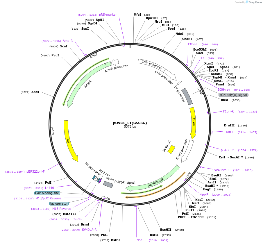 131208-plasmid-map-sequence-id-256978