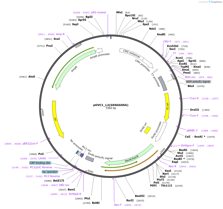 131209-plasmid-map-sequence-id-256979