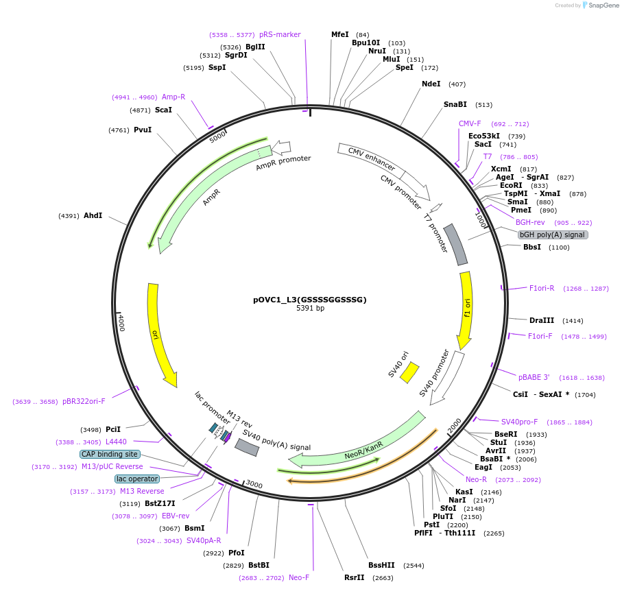 256981_map