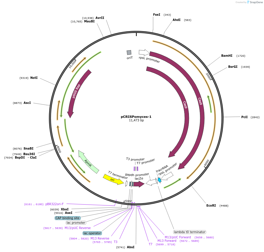 61736-plasmid-map-sequence-id-256988