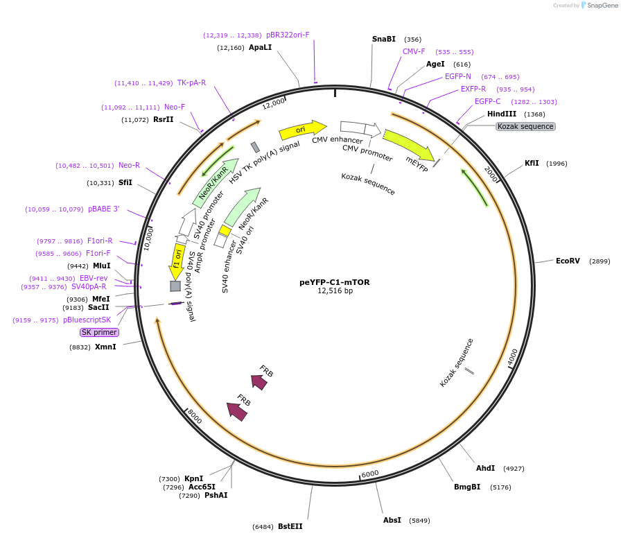 73384-plasmid-map-sequence-id-256991
