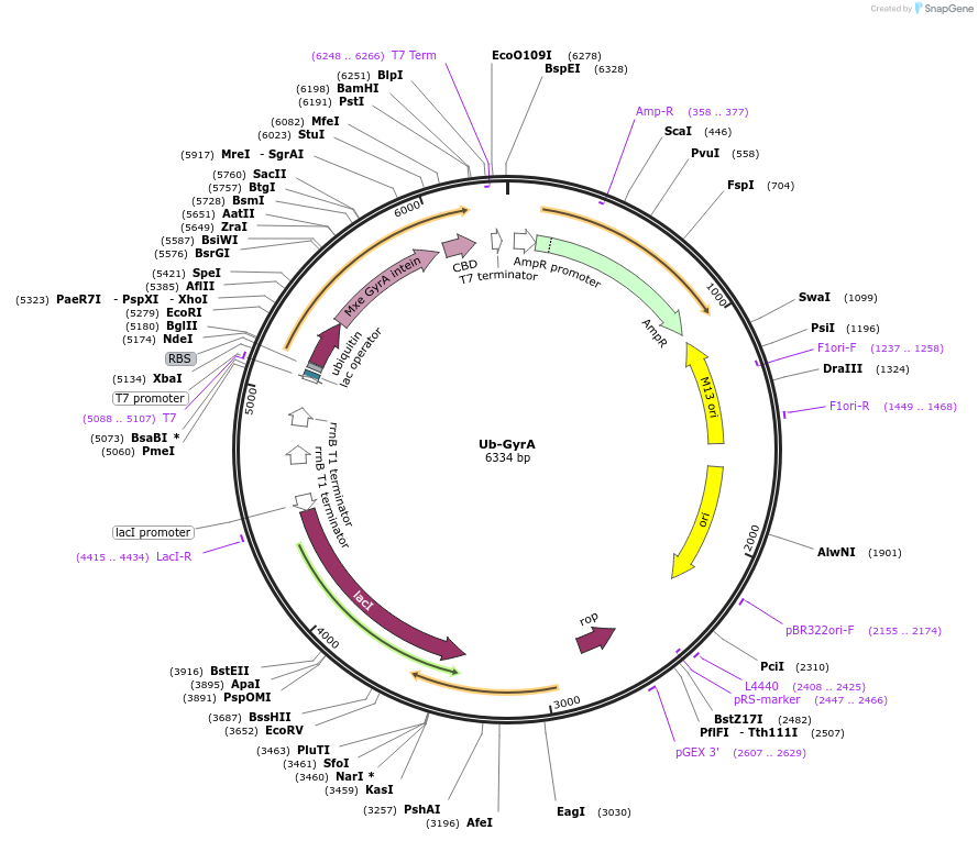 128737-plasmid-map-sequence-id-256999