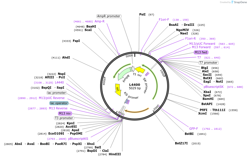 1647-plasmid-map-sequence-id-257