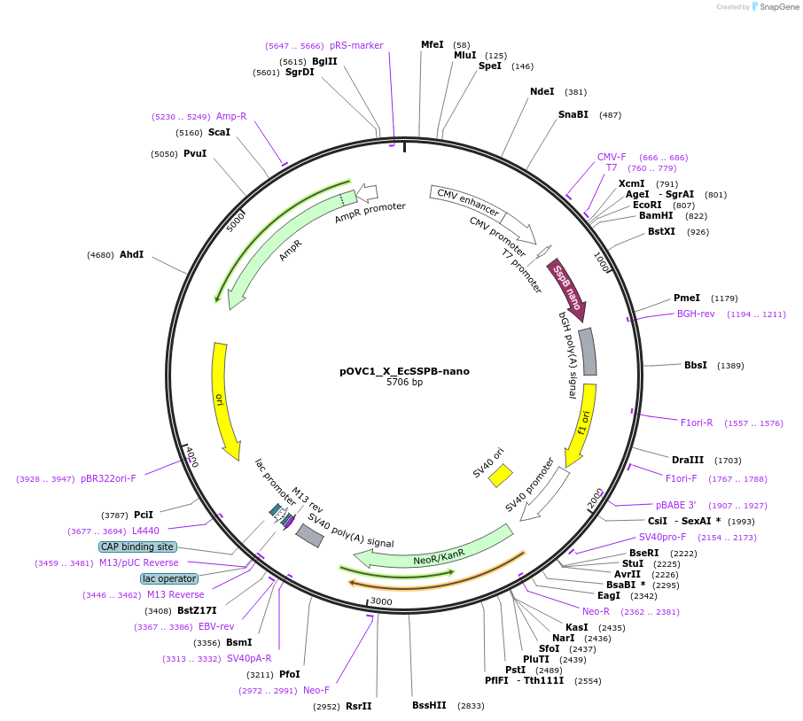 131219-plasmid-map-sequence-id-257009