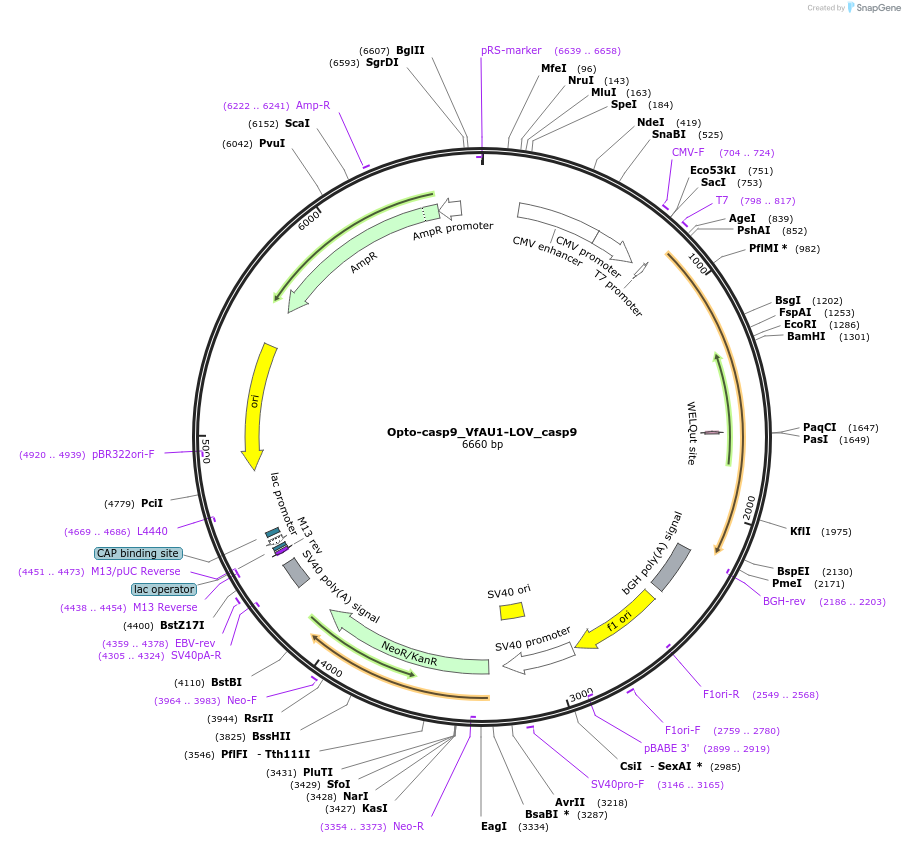 131220-plasmid-map-sequence-id-257017
