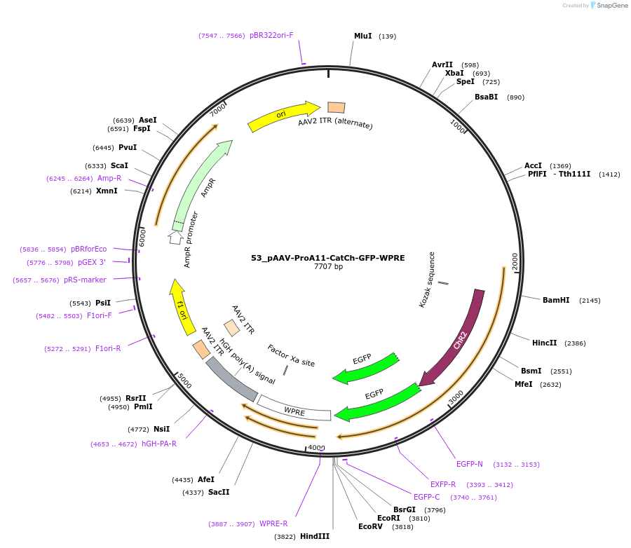 125895-plasmid-map-sequence-id-257029