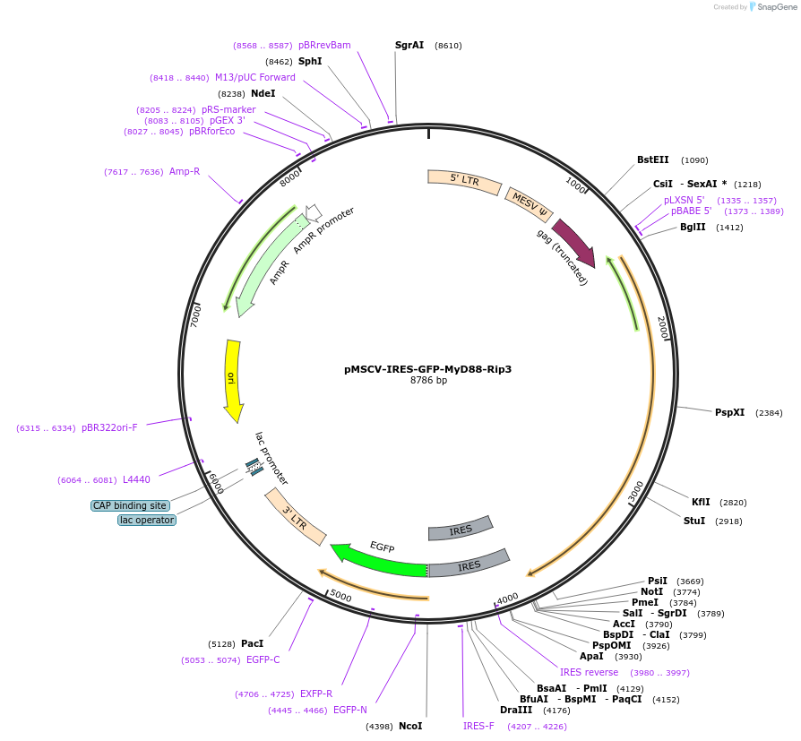 131352-plasmid-map-sequence-id-257042